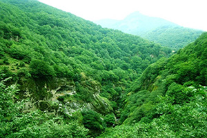 Fandoqlu Forest