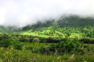 Fandoqlu Forest