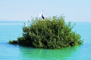 Qeshm Island