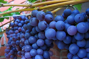 Shiraz Grapes